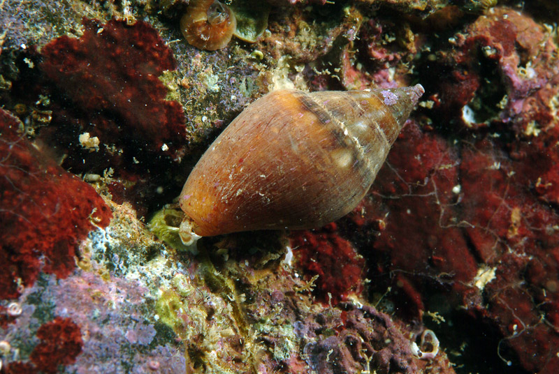 Columbella rustica